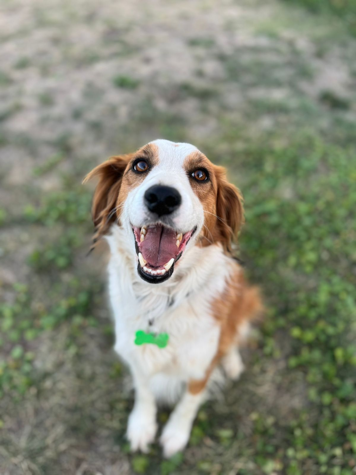 Merlin