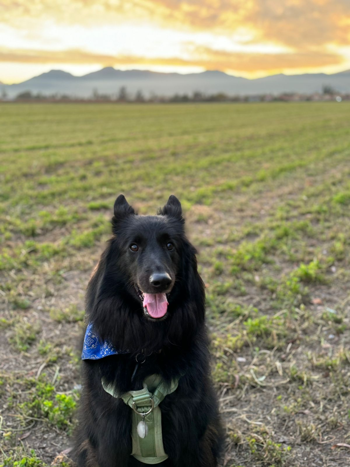 Loki