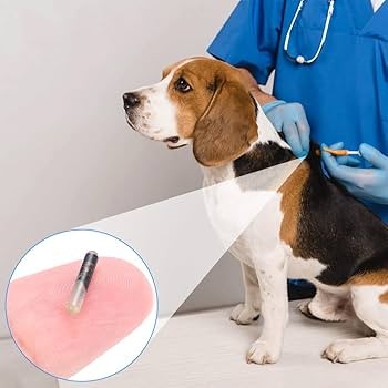 IMPLANTACIÓN MICROCHIP